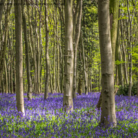 Buy canvas prints of Hertfordshire Bluebell wood by Jo Sowden