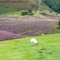 Buy canvas prints of Heather in the Yorkshire dales by Jo Sowden