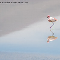 Buy canvas prints of Serene  Flamingo by Jo Sowden