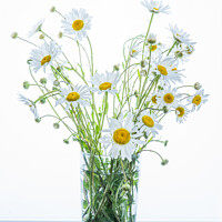 Buy canvas prints of Vase of Daisies by Jo Sowden