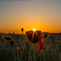 Buy canvas prints of Poppy at Sunset by Jo Sowden