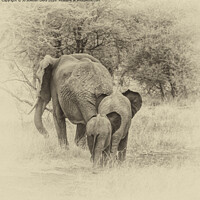 Buy canvas prints of Elephant Family walking away, Serengeti  by Jo Sowden