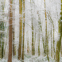 Buy canvas prints of Snowy Woodland, Hertfordshire by Jo Sowden