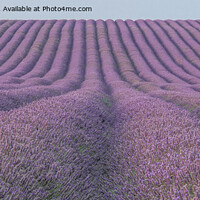 Buy canvas prints of Lavender fields by Jo Sowden