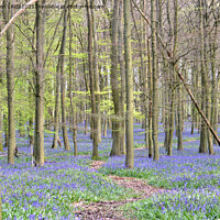 Buy canvas prints of Path through the bluebells by Jo Sowden