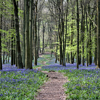 Buy canvas prints of Bluebell Path by Jo Sowden