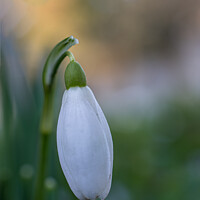 Buy canvas prints of Single Snow drop by Jo Sowden