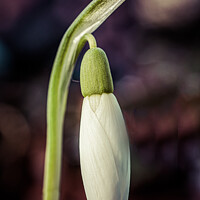 Buy canvas prints of  A snowdrop bud by Jo Sowden