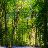 Buy canvas prints of Sunlit bluebells by Jo Sowden