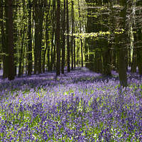 Buy canvas prints of Blanket of blubells by Jo Sowden