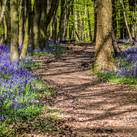 Buy canvas prints of Dappled path through the bluebells by Jo Sowden