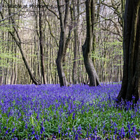 Buy canvas prints of Bluebells in Spring by Jo Sowden