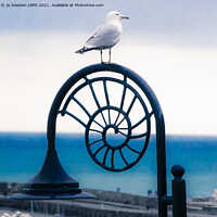 Buy canvas prints of Lyme Regis Seagull by Jo Sowden