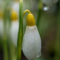 Buy canvas prints of Snowdrop bud after the rain by Jo Sowden
