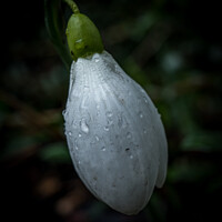 Buy canvas prints of Snowdrop bud after rain  by Jo Sowden