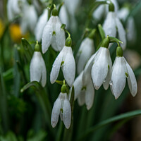 Buy canvas prints of Snowdrops after the rain by Jo Sowden