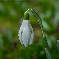 Buy canvas prints of Snowdrop bud  by Jo Sowden