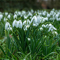 Buy canvas prints of Carpet of snowdrops by Jo Sowden