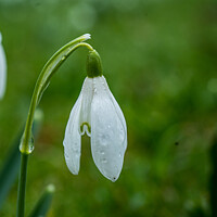 Buy canvas prints of snowdrop by Jo Sowden
