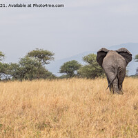 Buy canvas prints of Elephant walking away by Jo Sowden