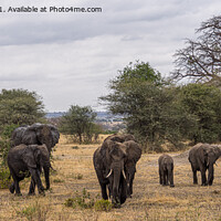 Buy canvas prints of Family of elephants, going for a walk by Jo Sowden