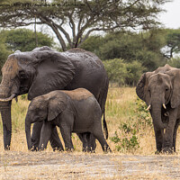 Buy canvas prints of Three elephants by Jo Sowden