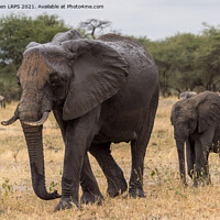 Buy canvas prints of Mum and Baby Safari Stroll by Jo Sowden