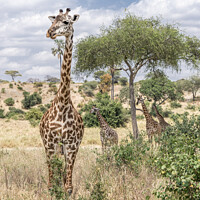 Buy canvas prints of Giraffe by Jo Sowden