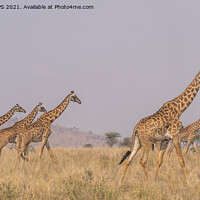 Buy canvas prints of A herd of giraffes walking across the Serengeti by Jo Sowden
