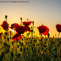 Buy canvas prints of Poppies at Sunset by Jo Sowden