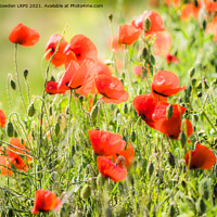 Buy canvas prints of Poppies blowing in the wind by Jo Sowden