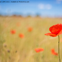 Buy canvas prints of Single Poppy, blowing in the wind by Jo Sowden