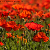 Buy canvas prints of Field or Poppies by Jo Sowden