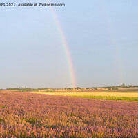 Buy canvas prints of Rainbow over Lavender field by Jo Sowden