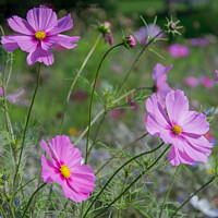 Buy canvas prints of Pink Wild Flowers by Jo Sowden