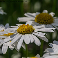 Buy canvas prints of Daisies by Jo Sowden