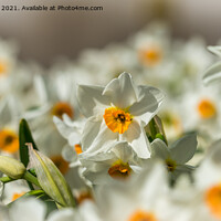 Buy canvas prints of White Daffodils by Jo Sowden