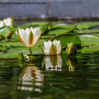 Buy canvas prints of Water lily reflections by Jo Sowden