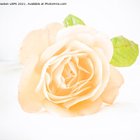 Buy canvas prints of Delicate yellow Rose by Jo Sowden