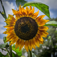 Buy canvas prints of SunFlower by Jo Sowden