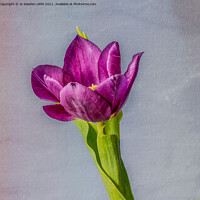 Buy canvas prints of Purple Tulip by Jo Sowden