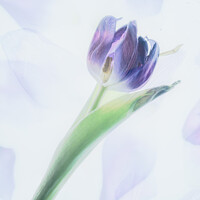 Buy canvas prints of A single tulip by Jo Sowden