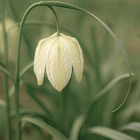 Buy canvas prints of Snakeshead Fritillaria by Jo Sowden