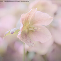 Buy canvas prints of Pastel Hellebores by Jo Sowden