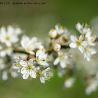 Buy canvas prints of Spring Blossom by Jo Sowden