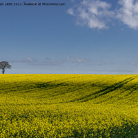 Buy canvas prints of Rapeseed Field, Hertfordshire by Jo Sowden