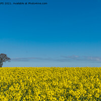 Buy canvas prints of Rapeseed in the sun by Jo Sowden