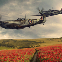 Buy canvas prints of  Spitfire over poppiefield by Peter Scheelen