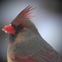 Buy canvas prints of  Female Northern Cardinal by Paul Mays