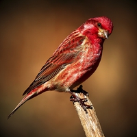 Buy canvas prints of  Purple Finch by Paul Mays